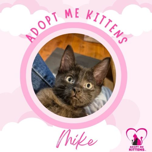 Mike - Domestic Short Hair (DSH) Cat