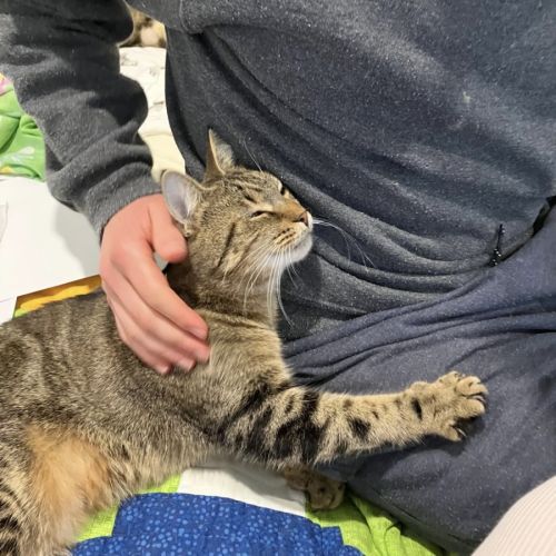 Daisy & Lilach  - Domestic Short Hair (DSH) Cat