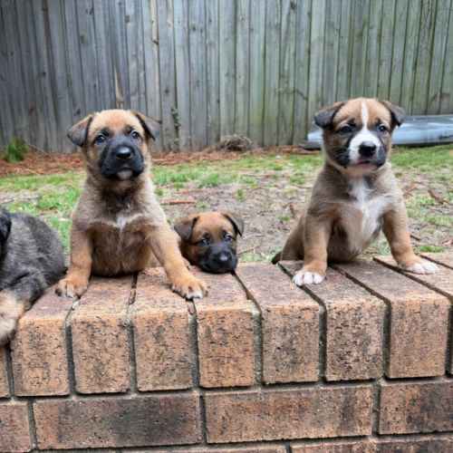 Top Gun Puppies - Mastiff Dog