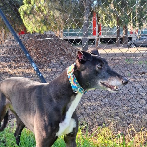Tina - Greyhound Dog