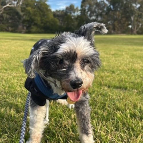 Taxes - Chinese Crested Dog