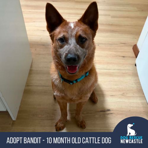 Bandit - 10 Month Old Cattle Dog - Australian Cattle Dog