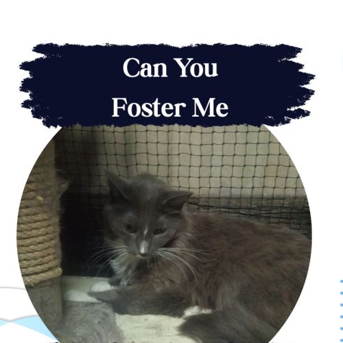 Frank - Domestic Long Hair (DLH) Cat