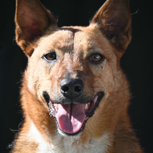 Porridge - Mixed Breed x Mixed breed Dog