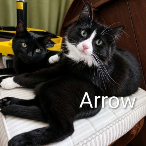 Arrow - Domestic Short Hair (DSH) Cat