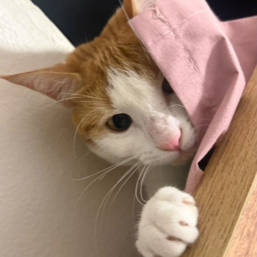 Lua  - Domestic Short Hair (DSH) Cat