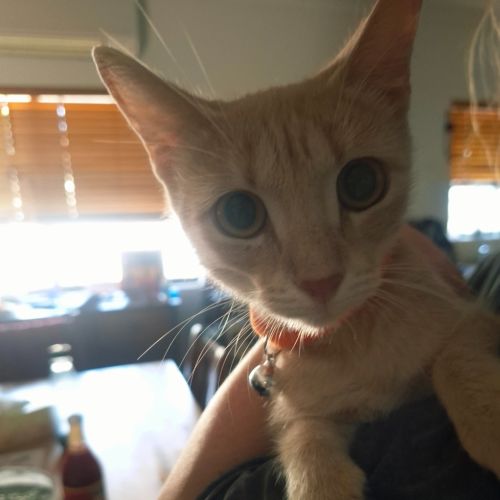 Ivy - Domestic Short Hair (DSH) Cat