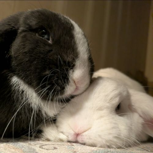 Jonas & Jase - Mini Lop Rabbit