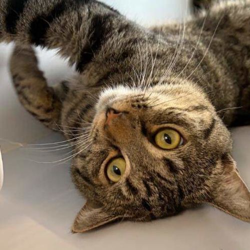 Jive - Domestic Short Hair (DSH) Cat