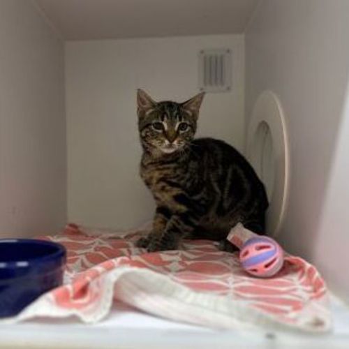 Charlie - Domestic Short Hair Cat