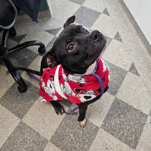 Frodo - Staffordshire Bull Terrier Dog