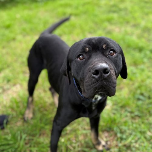 Sven - Mastiff Dog