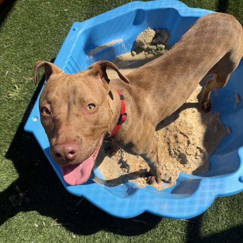 Snitty - American Staffordshire Terrier Dog