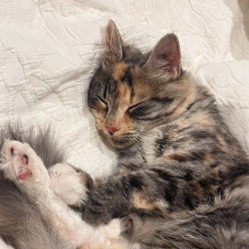 Jasmine - Domestic Medium Hair (DMH) Cat