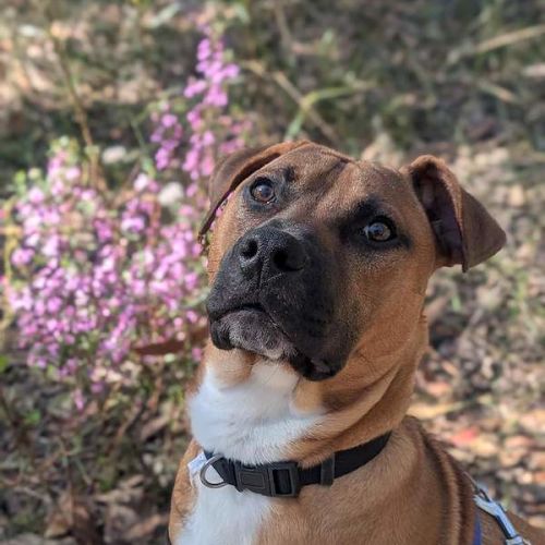 Bruno - American Staffordshire Terrier Dog