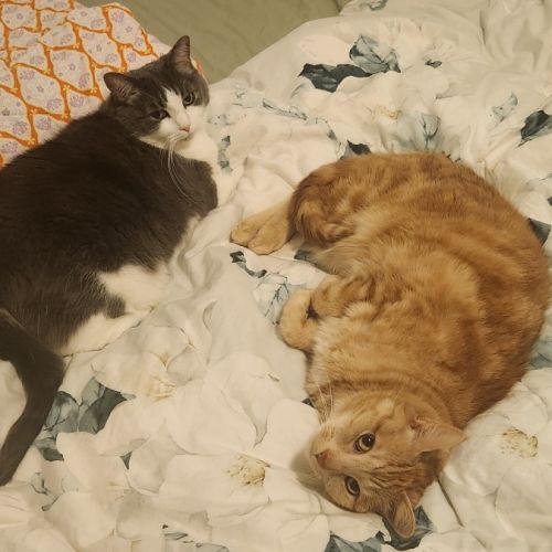 Little Brother & Big Sister  - Domestic Short Hair (DSH) Cat