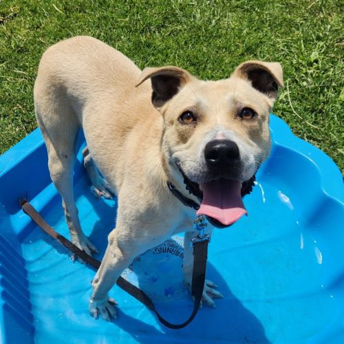 Mark (67663) - American Staffordshire Terrier Dog