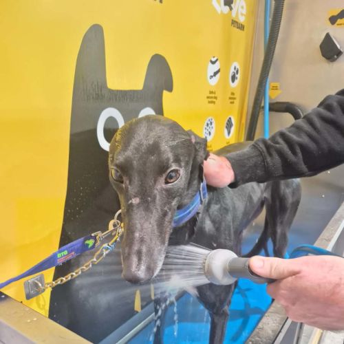 Katie - Greyhound Dog