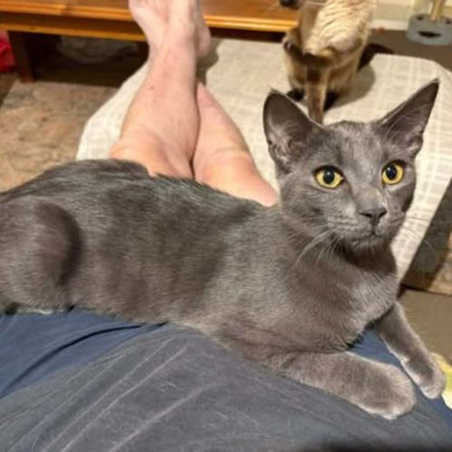 Laroi - Domestic Short Hair (DSH) Cat