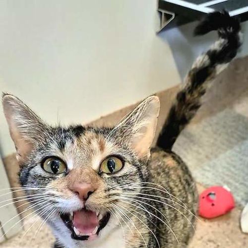 Lettie - Domestic Short Hair (DSH) Cat