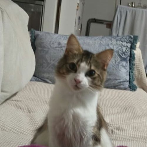 Evangeline  - Domestic Medium Hair (DMH) Cat