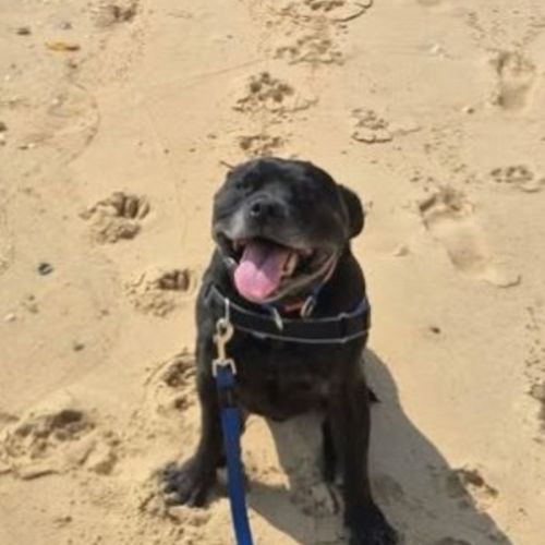 Frank - Staffordshire Bull Terrier Dog