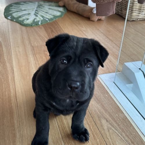Flint - Shar Pei Dog