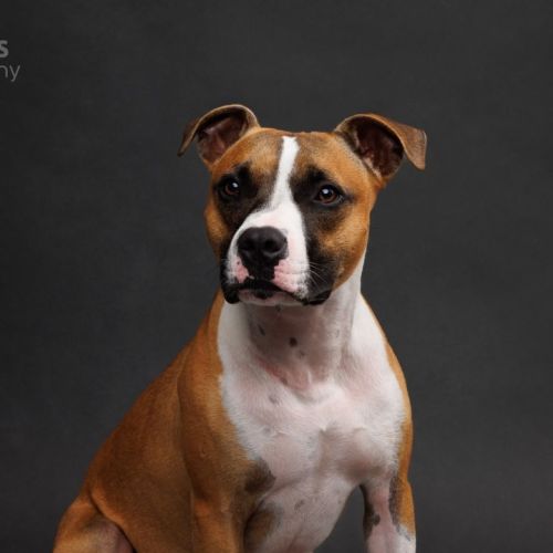 Rocket - 22 Month Old Staffy X - Staffordshire Bull Terrier Dog