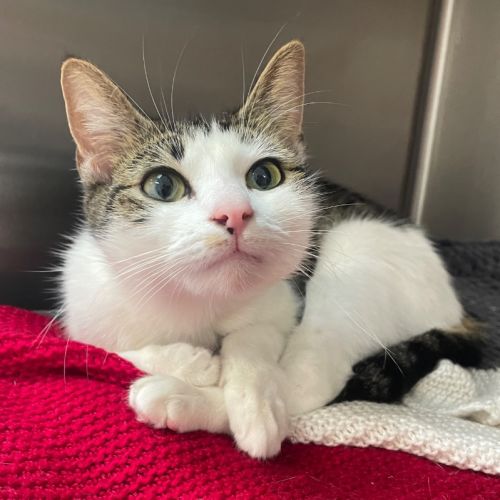 Heather Jasper Howe - Domestic Short Hair (DSH) Cat