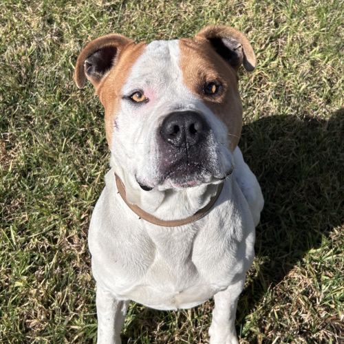 Odie - American Staffy Dog