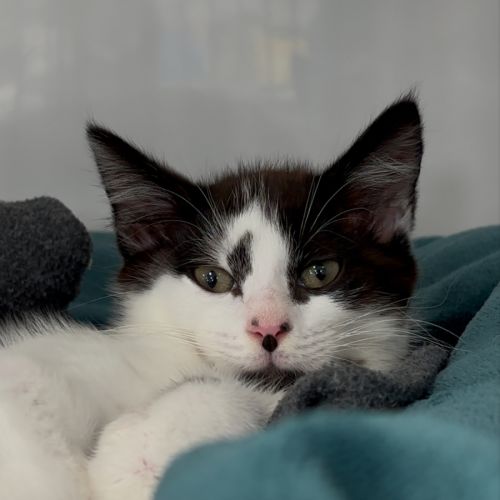Ranger - Domestic Short Hair (DSH) Cat
