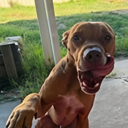 Boof - 4 Year Old Staffy X - Staffordshire Bull Terrier Dog