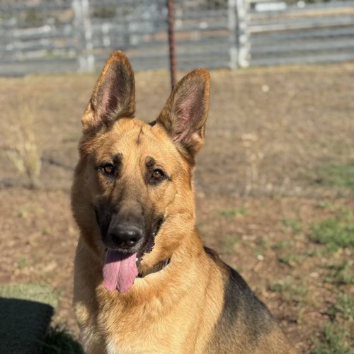 Marshall - German Shepherd Dog