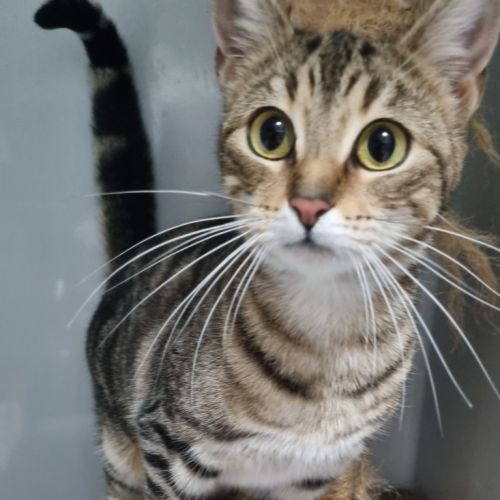 Viola - Domestic Short Hair (DSH) Cat