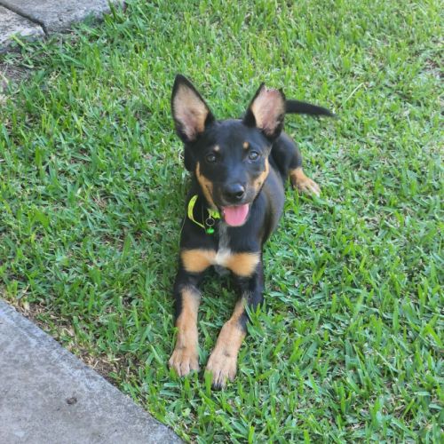Lynx - Australian Kelpie Dog