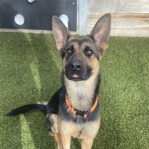 Trudy - German Shepherd Dog