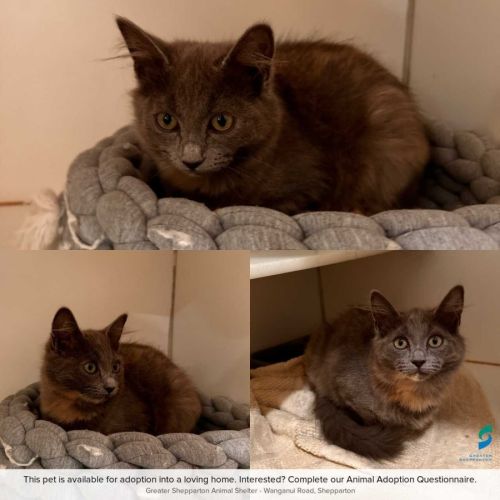 Keri - Domestic Medium Hair (DMH) Cat