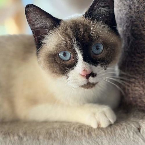 Golf - Ragdoll Cat
