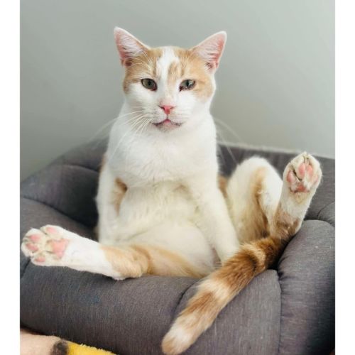 10927 - Bruno - Domestic Short Hair Cat