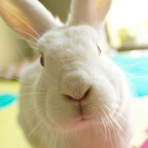 Harriette - Domestic Rabbit