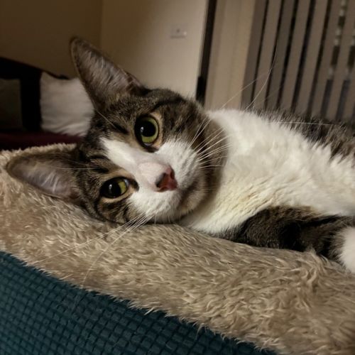 Zeus  - Domestic Short Hair (DSH) Cat
