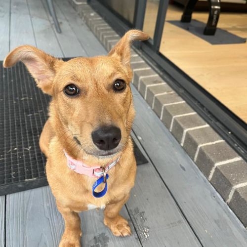 Honey - 9 Month Old Kelpie X Jack Russell  - Australian Kelpie x Jack Russell Terrier Dog