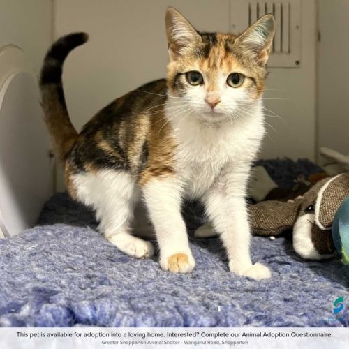 Izzy - Domestic Short Hair (DSH) Cat