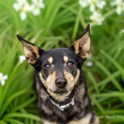 Audrey Everhart - Australian Kelpie Dog