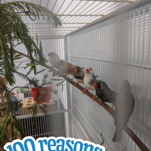 The Feathered Lucky Charms - Finch   Zebra Bird