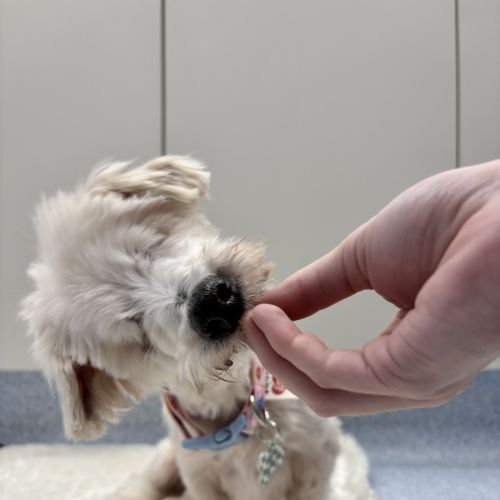 Ernest (Ernie) - Maltese Dog