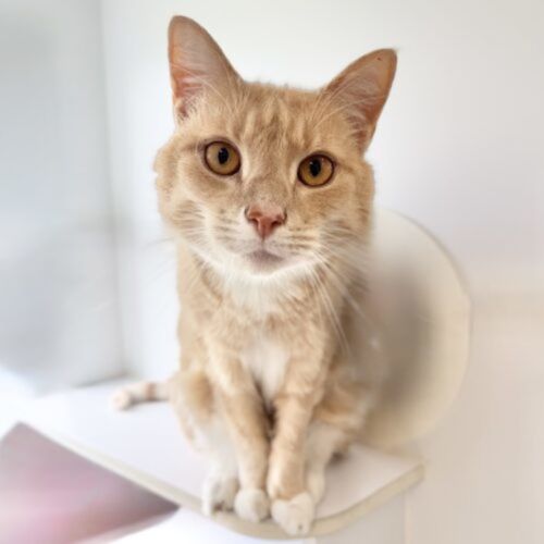 Ugali - Domestic Short Hair (DSH) Cat