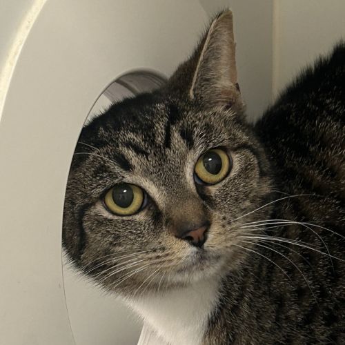 Monty  - Domestic Short Hair Cat