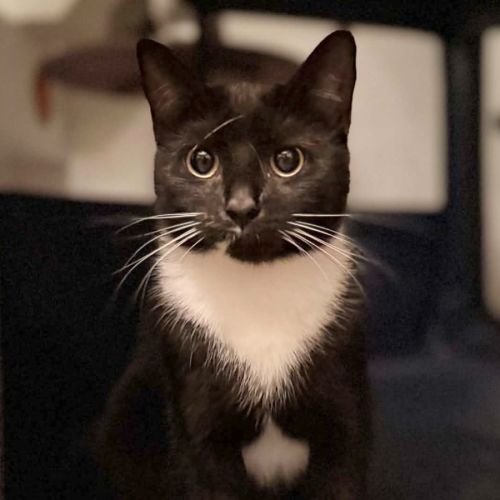 Imogen - Domestic Short Hair (DSH) Cat