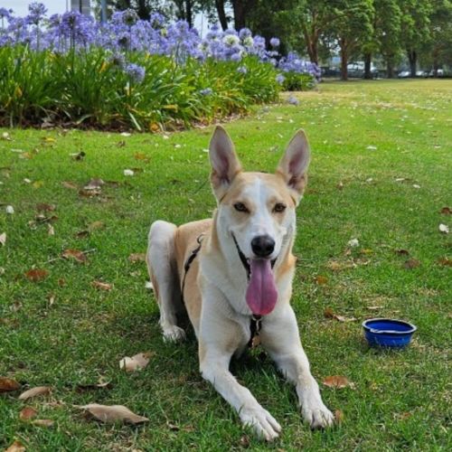 Skylar - Dingo x Siberian Husky Dog